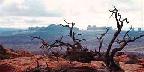 Dead tree, Arches National Park, Utah