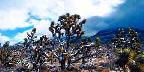Joshua trees, Meadview, Arizona