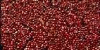 Cranberries at harvest, Plymouth, Massachusettes