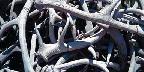 Elk antlers, Central Square, Jackson, Wyoming