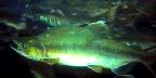Salmon hatchery, Juneau, Alaska, salmon swimming upstream