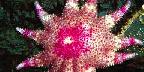 Pink and white Starfish, Puget Sound, Washington State