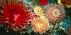 Mixed anemones, Puget Sound, Washington State