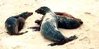 Galapagos sea lions, Barrington Island, Santa Fe, California