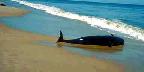 Beached whale, Florida