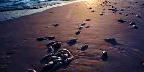 Dead fish on seashore, Mexico Beach, Florida