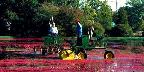 Two cranberry harvesting machines, Middleboro, Massachusetts