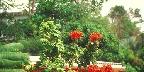 Colorful foliage